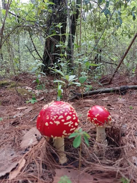 Mushrooms in the forest